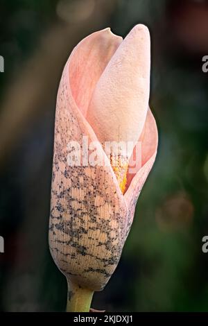 Amorphophallus bulbifer, Araceae.  bulbous prenne herb. Unusual ornamental plant. Broad spathe protects the flower. Stock Photo