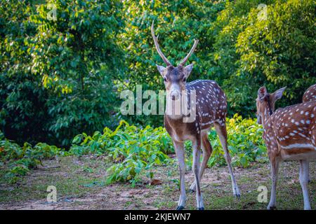 Spotted Deer or Axis Deer looking at camera in a safari park in Bangladesh Stock Photo