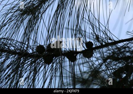 Vihara Maha Devi Park in Colombo, Sri Lanka Stock Photo