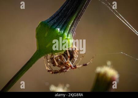 An Arabesque Orbweaver (Neoscona arabesca) hangs out in the weeds at the edge of its web. Raleigh, North Carolina. Stock Photo