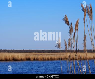 Title Reeds, river and marshland in late winter against clear blue sky; selective focus on reeds, horizontal with copy space Stock Photo