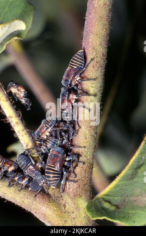 A leafhopper is the common name for any species from the family Cicadellidae shown here on Eucalyptus tree, Australia.