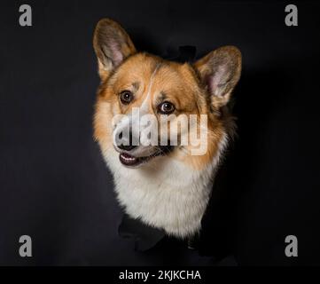 funny smart corgi puppy peeking out of a torn hole on a background of black insulated paper and smiling Stock Photo