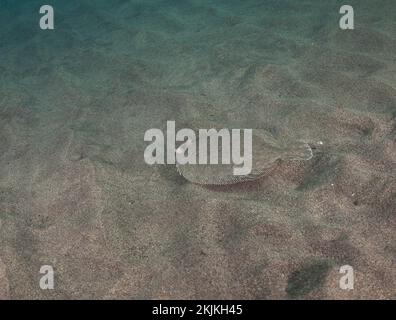 Wide-eyed flounder (Bothus podas), Lanzarote, Canary Islands, Spain, Europe Stock Photo
