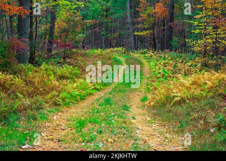 A woodland road in autum in Pennsylvania's Pocono Mountains. Stock Photo