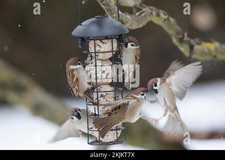 Tree sparrow several birds hanging from feeder pole and flying variously sighted Stock Photo