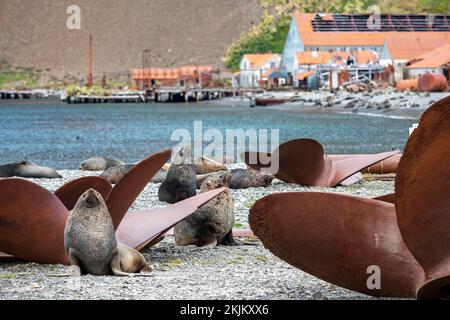 Sea Bears between Propellers Stromness Bay Stock Photo