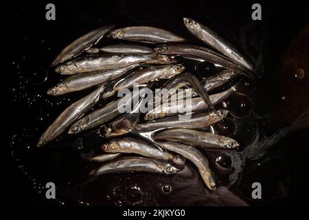 Symbolic image for oil pollution of the seas, anchovies, dead european anchovy (Engraulis encrasicolus) anchovies swimming on a film of oil Stock Photo
