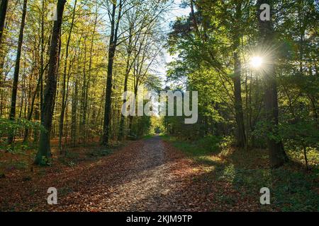 Low sun shines through trees of autumnal forest Autumn forest on forest path is covered by colourful leaves, Kirchheller Heide, North Rhine-Westphalia