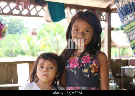 Indigenous people, Huni Kuin man slams a knife into a rubber tree ...