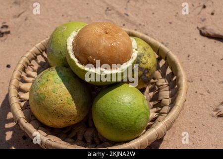 Ripe fruit of the Strychnos spinosa tree known as natal orange or monkey orange Stock Photo