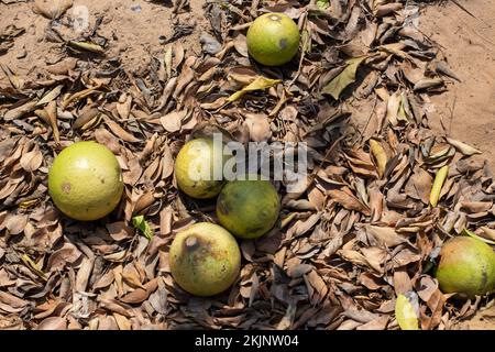 Ripe fruit of the Strychnos spinosa tree known as natal orange or monkey orange Stock Photo