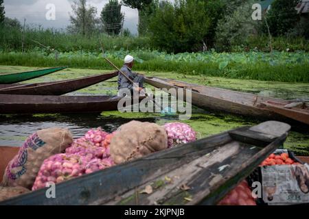 India, Srinagar, 2022-07-29. A man rows his boat in the floating market of Srinagar to sell his vegetables. Photograph by Alexander BEE / Hans Lucas. Stock Photo