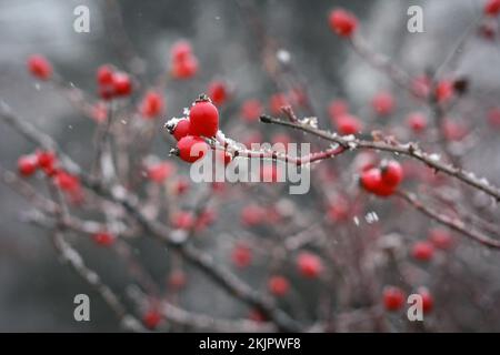 Close up frosted red berries on tree branch concept photo Stock Photo
