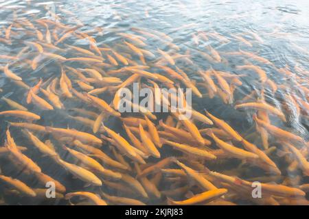 Rainbow trout swims in the water at a fish farm Stock Photo