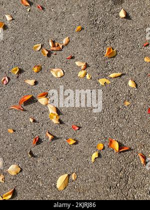 Background of fallen leaves on the asphalt in the city Stock Photo