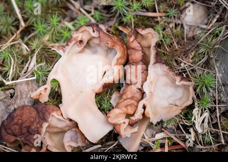 A False Morel Mushroom, Gyromitra esculenta, sliced in half. This mushroom was found growing on a mountain slope above the South Fork of Callahan Cree Stock Photo
