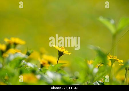 Sphagneticola Trilobata Blooming Outdoors, Daisy-like flowers, sselective focus, group of yellow daisy flower, Closeup yellow trailing daisy flower in Stock Photo