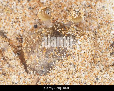 Small crab hiding in sand on Maui, Hawaii Stock Photo