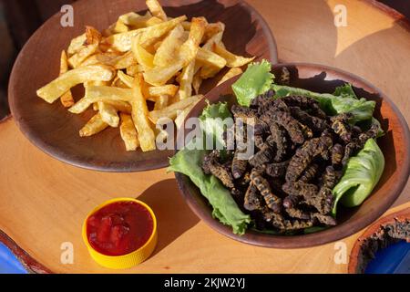 Stir fried edible insects of the species Cirina Forda, french fries, lettuce leaves and ketchup, exotic alternative food, Stock Photo