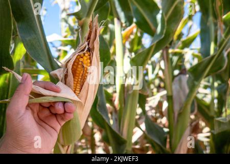 A Farmer holding corn cobs in hand in corn field. Stock Photo
