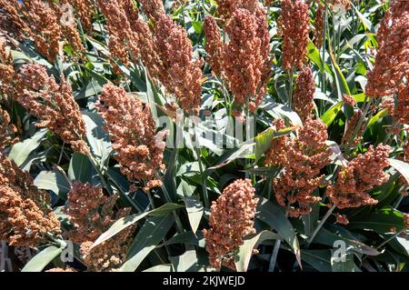 Field of Sweet Sorghum stalk and seeds. Millet field. Agriculture field ...