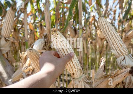 A Farmer holding corn cobs in hand in corn field. Stock Photo