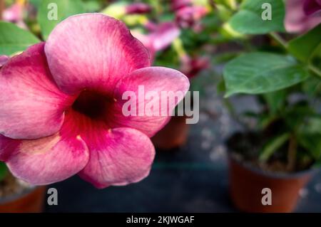 A Purple Allamanda (Allamanda blanchetii) Garden plants Stock Photo