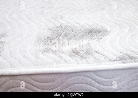 Close up view of molding mattress in home room indoors, health hazard concept. Stock Photo