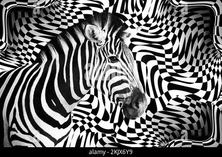 Detail of a zebra head over an abstract black and white curves 3D frame background. Stock Photo