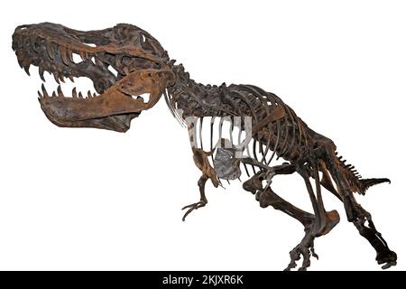 T-rex Skeleton 'Stan' Stock Photo