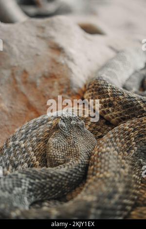 Image showcasing A vertical closeup of a western diamondback rattlesnake ready to strike ...