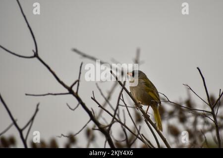 Pampa finch (Embernagra platensis), or great pampa finch, in its natural habitat, Argentina Stock Photo
