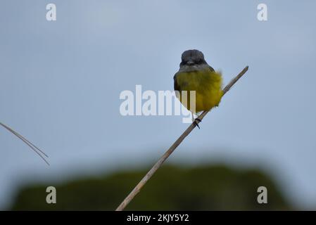 tropical kingbird (Tyrannus melancholicus) perching in its natural habitat, Argentina Stock Photo