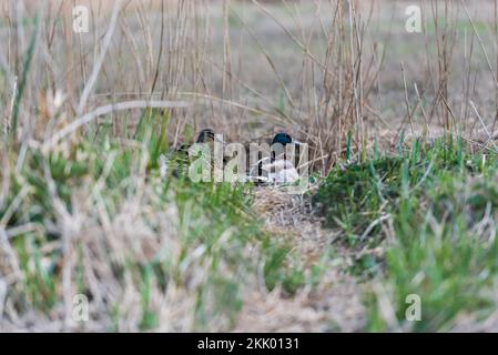 Anas platyrhynchos - A male and a female mallard duck roosting amongst the reeds on a day at Strumpshaw Fen nature reserve in the Norfolk Broads. Stru Stock Photo