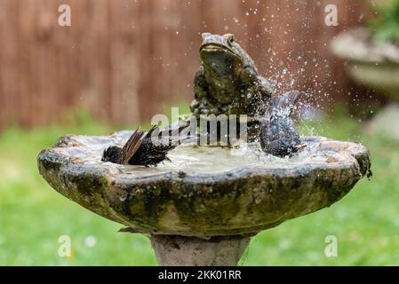 Sturnus Vulgaris - Starlings washing in garden birdbath xvi. Garden, May 2022 Stock Photo