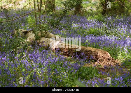 Foxley Wood in spring with bluebells, Norfolk Wildlife Trust iii. Foxley Wood NWT, May 2022 Stock Photo