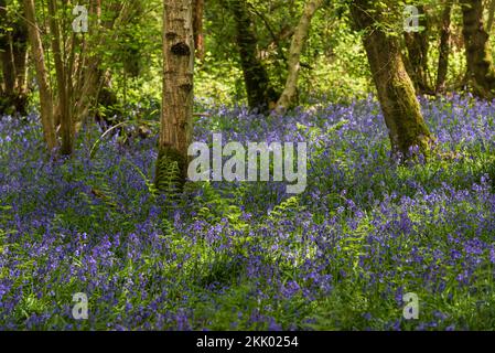 Foxley Wood in spring with bluebells, Norfolk Wildlife Trust iv. Foxley Wood NWT, May 2022 Stock Photo