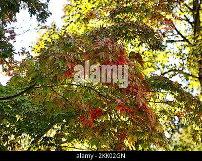 Illustrative closeup of the autumn leaves of the deciduous garden tree Acer palmatum Elegans. Stock Photo