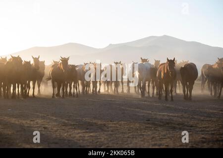 Herd of Wild Horses Running in Dust Stock Photo