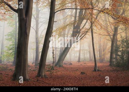 A misty autumn morning in Thorpe woods, Norwich, Norfolk i. Thorpe woods, November 2022 Stock Photo