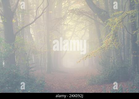 A misty autumn morning in Thorpe woods, Norwich, Norfolk ii foggy avenue. Thorpe woods, November 2022 Stock Photo