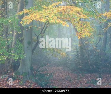 A misty autumn morning in Thorpe woods, Norwich, Norfolk iii. Thorpe woods, November 2022 Stock Photo