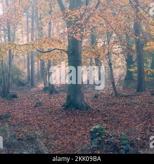 A misty autumn morning in Thorpe woods, Norwich, Norfolk iv. Thorpe woods, November 2022 Stock Photo