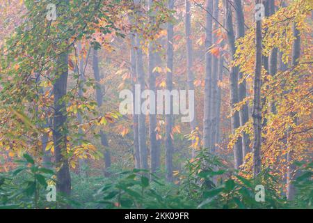 A misty autumn morning in Thorpe woods, Norwich, Norfolk v. Thorpe woods, November 2022 Stock Photo