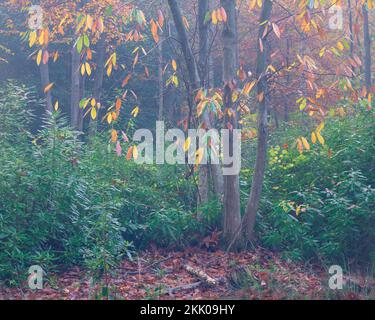 A misty autumn morning in Thorpe woods, Norwich, Norfolk vi sweet chestnut. Thorpe woods, November 2022 Stock Photo