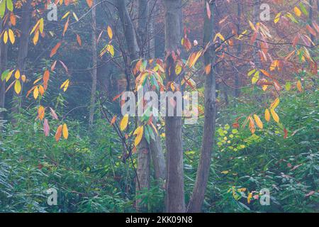 A misty autumn morning in Thorpe woods, Norwich, Norfolk vii sweet chestnut. Thorpe woods, November 2022 Stock Photo