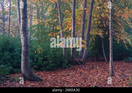 A misty autumn morning in Thorpe woods, Norwich, Norfolk viii sweet chestnut. Thorpe woods, November 2022 Stock Photo