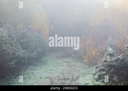 A misty autumn morning in Thorpe woods, Norwich, Norfolk xi. Thorpe woods, November 2022 Stock Photo