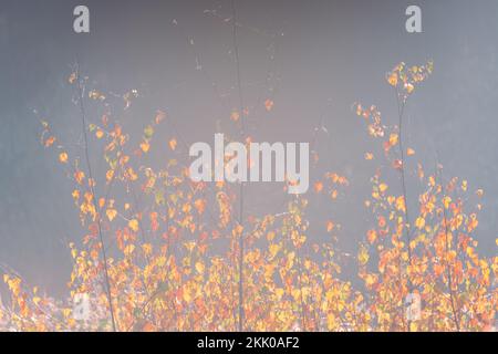 A misty autumn morning in Thorpe woods, Norwich, Norfolk xii autumn colour silver birch. Thorpe woods, November 2022 Stock Photo